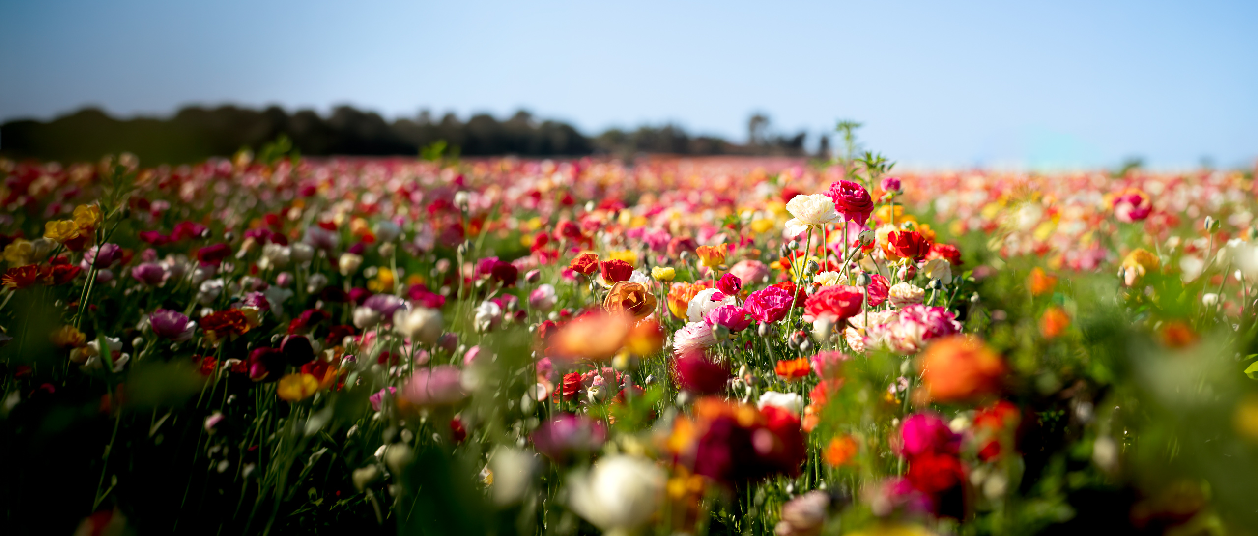 Flower field in bright daylight